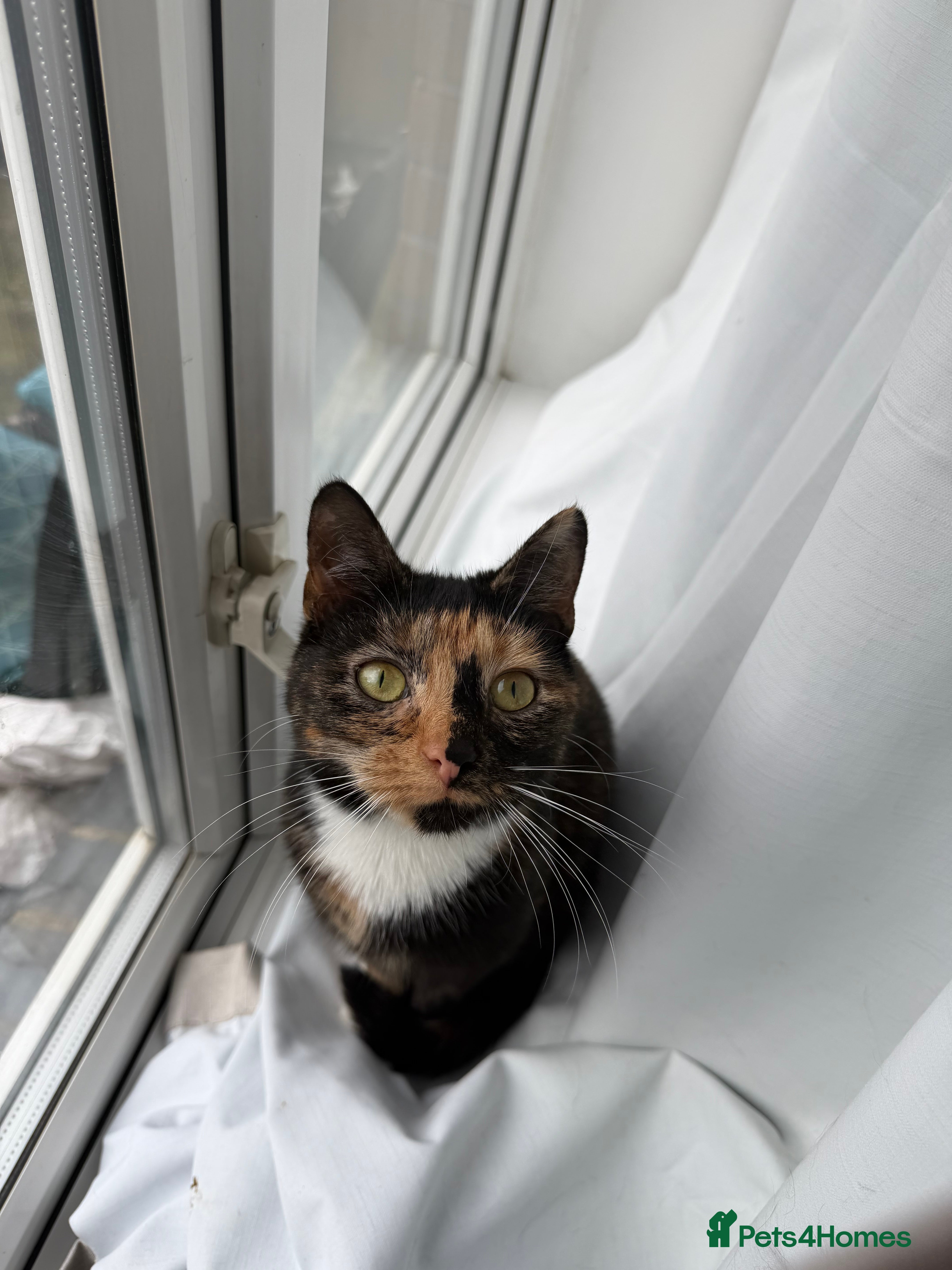 Mixed Breed cats Loving cat for rehome - Advert 9