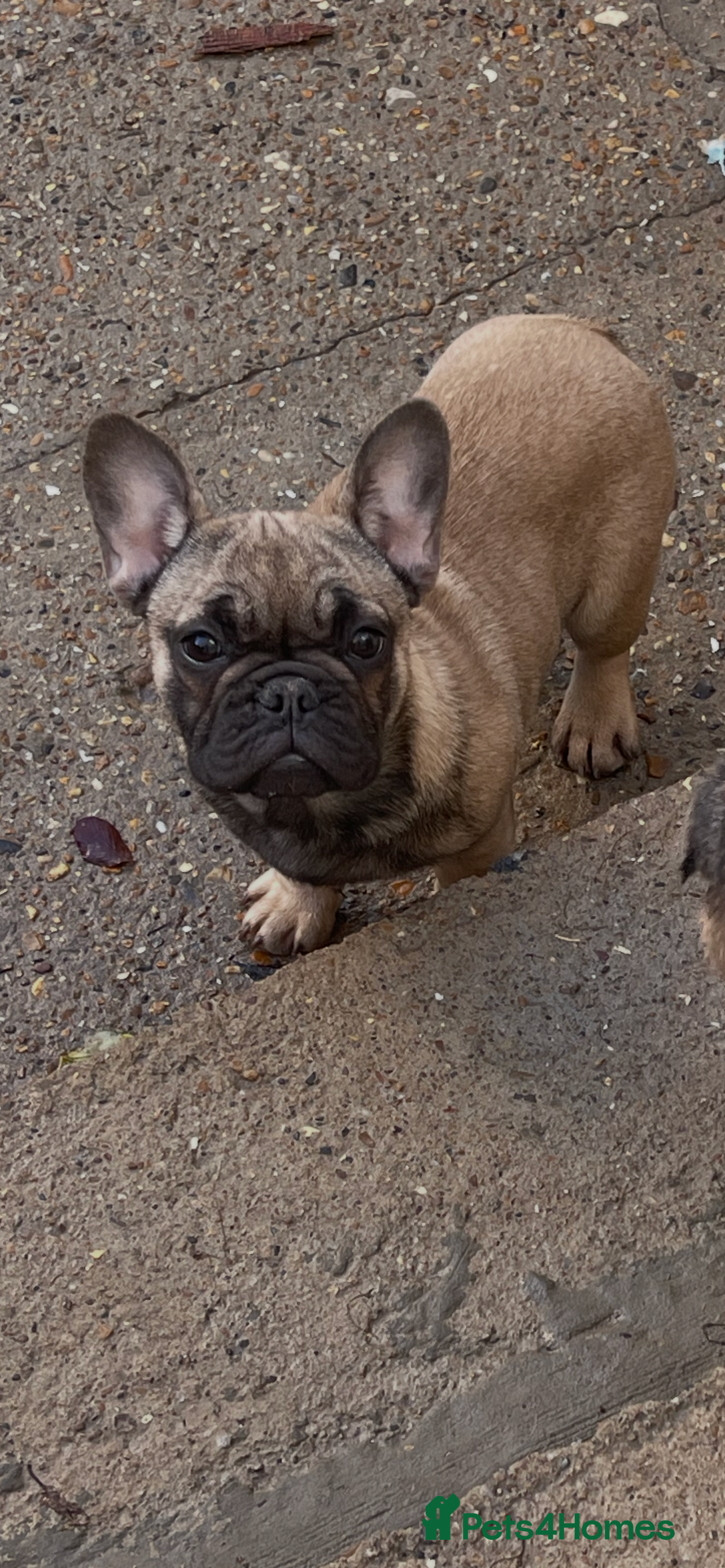 French Bulldog dogs French bulldog girls for sale  - Advert 13