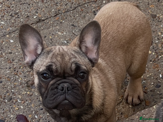 French Bulldog dogs French bulldog girls for sale - Advert 6