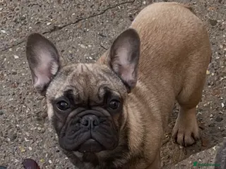 French Bulldog dogs French bulldog girls for sale - Advert 4