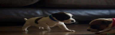 Jack Russell 1