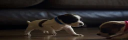 Jack Russell dogs for sale: Short Legged Jack Russel Puppies - Advert 4