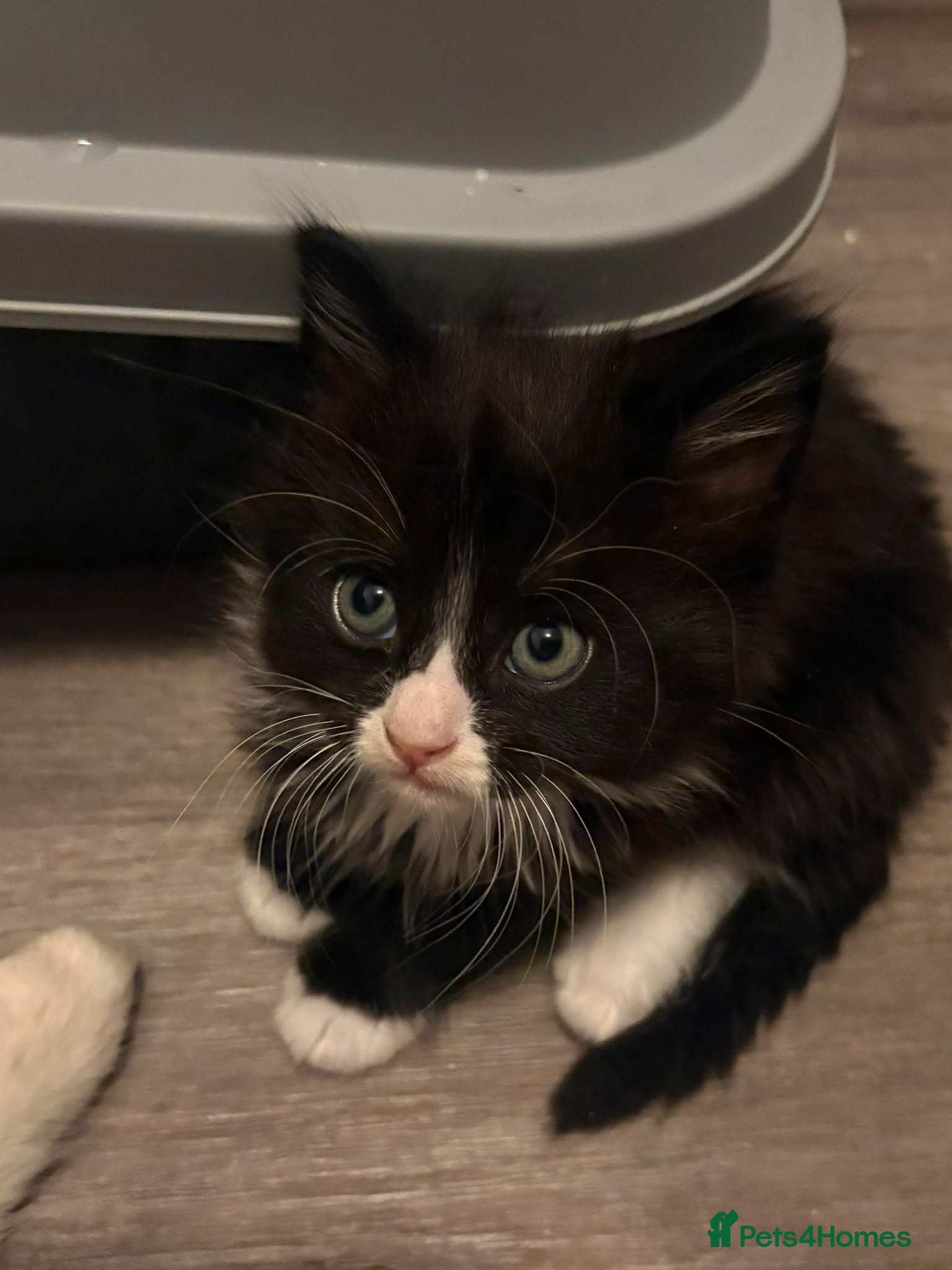 Mixed Breed cats Gorgeous litter of kittens. READY NOW - Advert 1