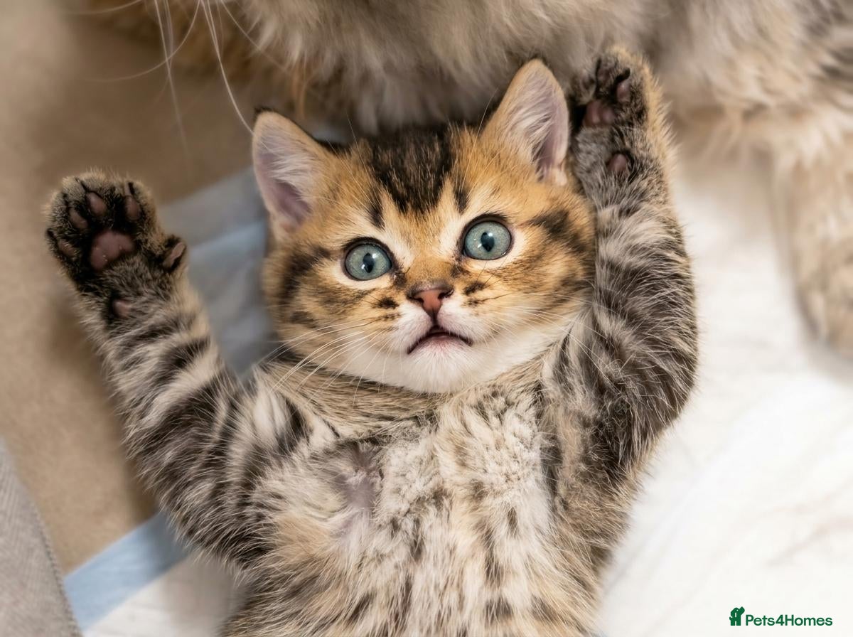 British Shorthair cats Adorable Kitten Ready For Reservation - Advert 2