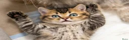 British Shorthair cats for sale: Adorable Kitten Ready For Reservation in Leamington Spa - Advert 5