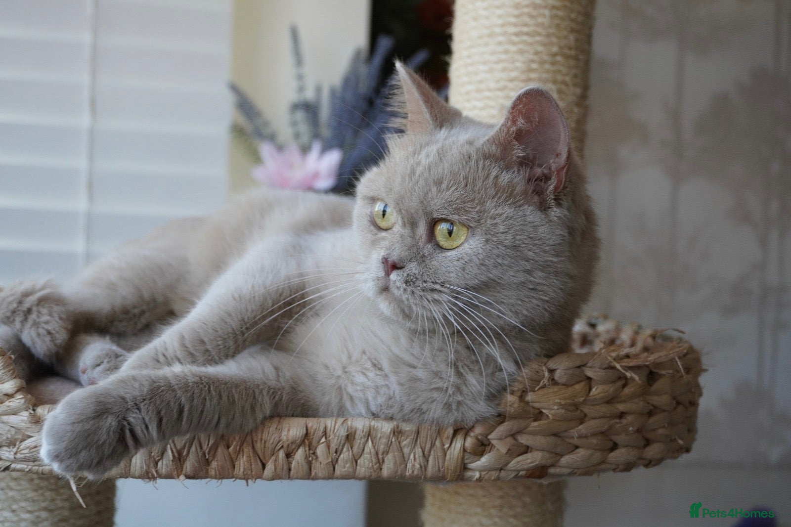Scottish Fold cats for sale: ⚜️Beautiful Nina⚜️ - Advert 1