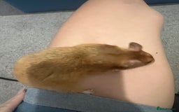Chinchilla rodents for sale: Hamster Syrian and Full set up!  - Image 10