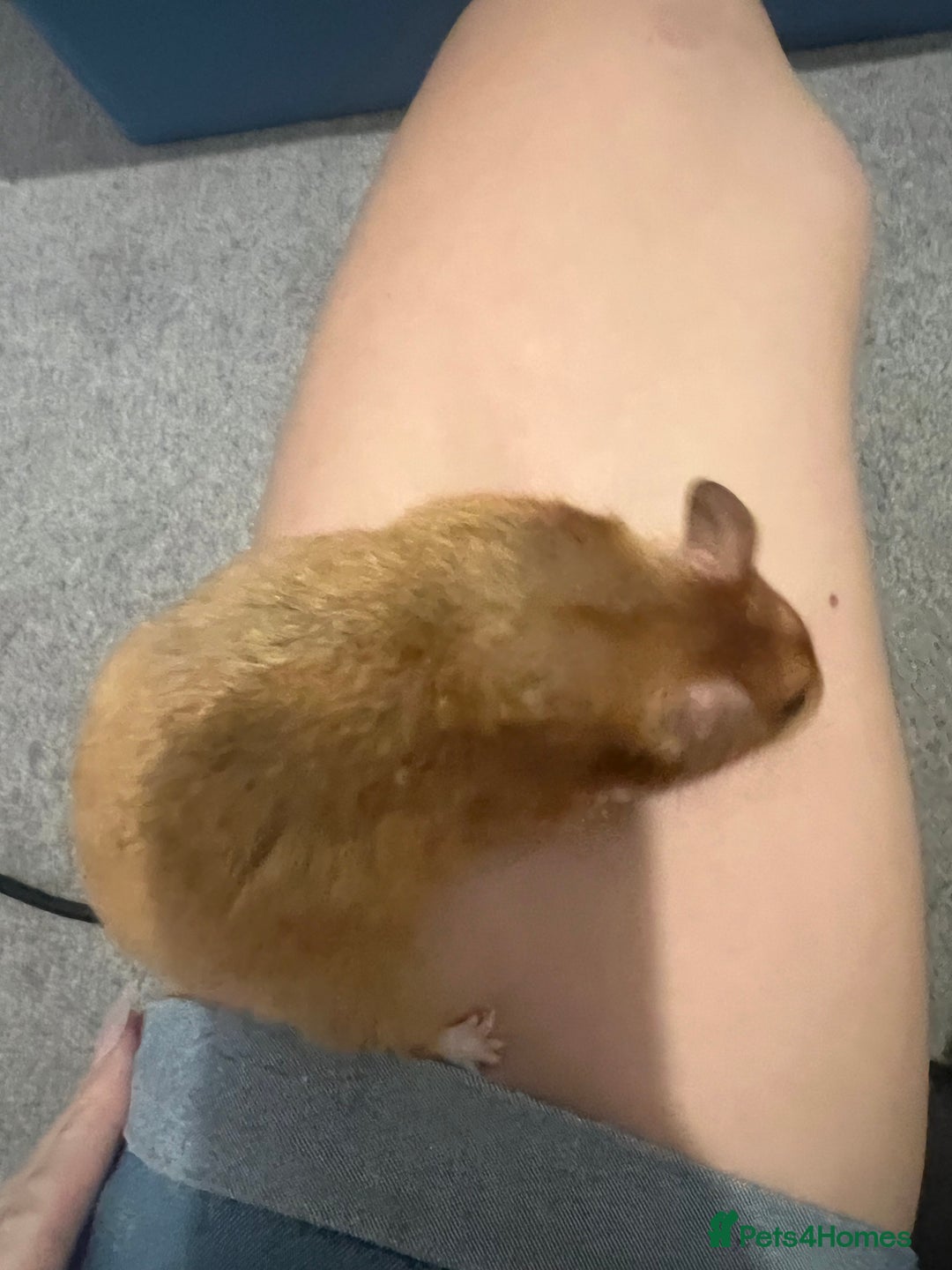 Chinchilla rodents for sale: Hamster Syrian and Full set up!  - Image 10