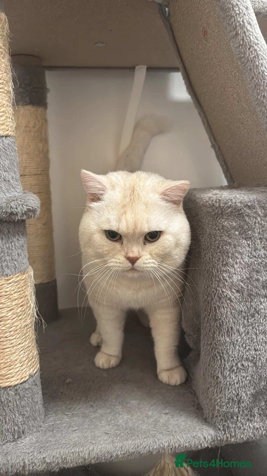 British Shorthair cats for sale: British Shorthair Cream Boy - Advert 2