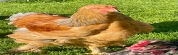 Chickens poultry for sale: Brahma cockerels x 2 - Advert 2