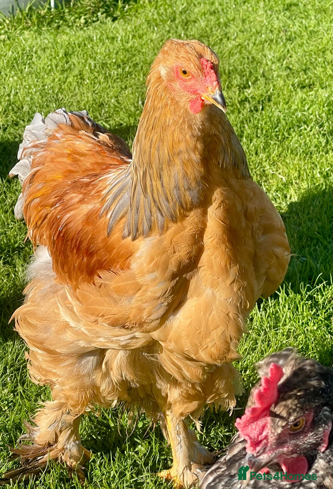 Chickens poultry for sale: Brahma cockerels x 2 - Advert 2