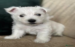 West Highland Terrier dogs for sale: Stunning Hand-Reared Westies – 4 Beautiful Boys - Image 13