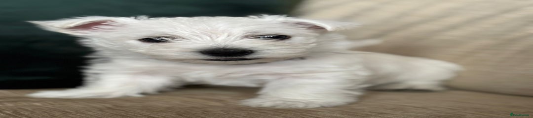 West Highland Terrier Puppy Black