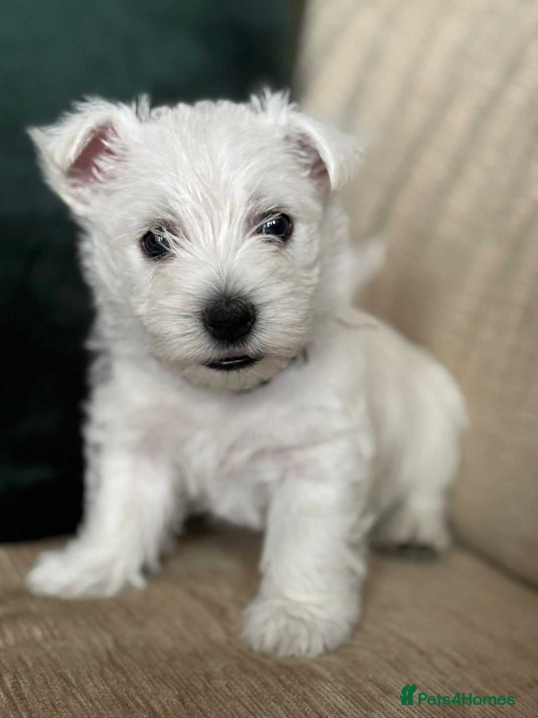 West Highland Terrier dogs for sale: Stunning Hand-Reared Westies – 4 Beautiful Boys - Image 13