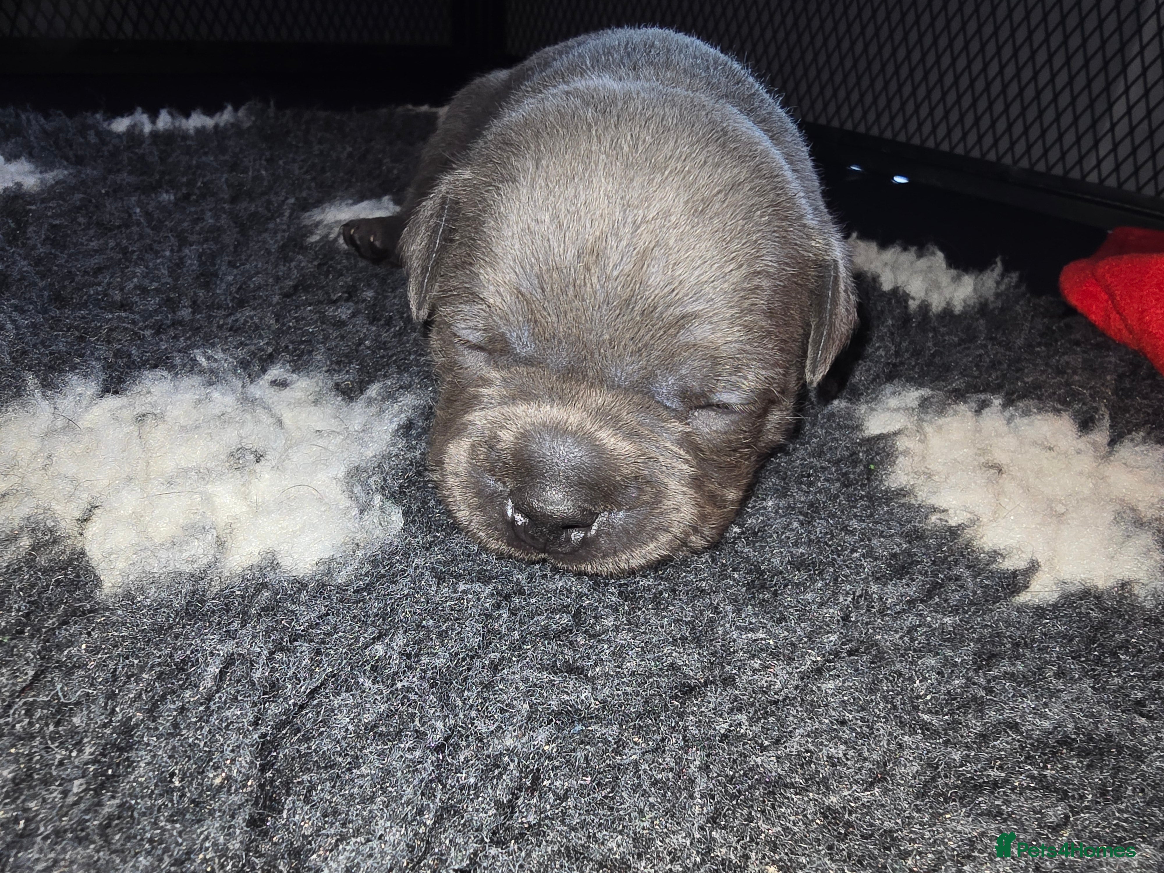 Staffordshire Bull Terrier dogs Blue staffie pups 🐶  - Advert 2