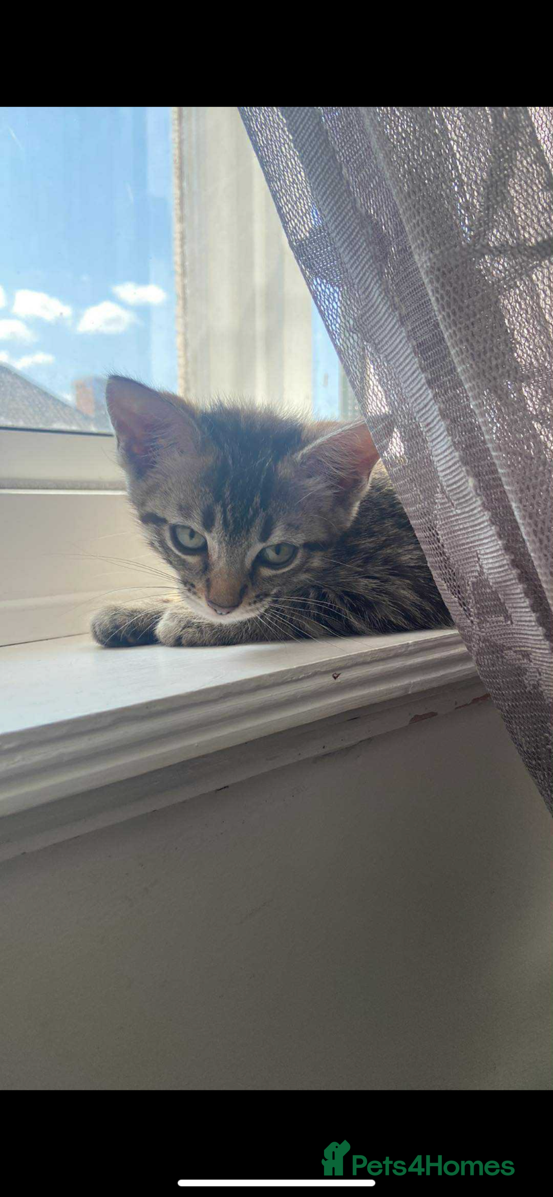Ragdoll cats for sale: Silver ragdoll/Bengal  - Image 3