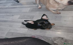 Mixed Breed dogs for sale: Chihuahua Cross For Sale  - Image 4