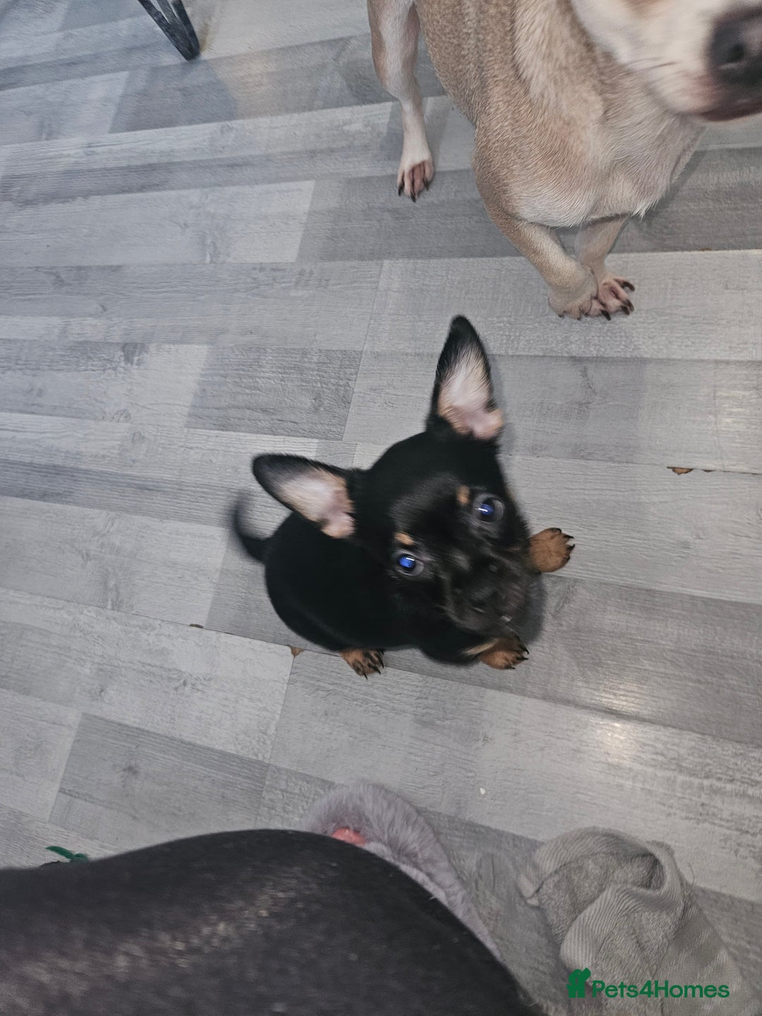 Mixed Breed dogs for sale: Chihuahua Cross For Sale  - Image 4