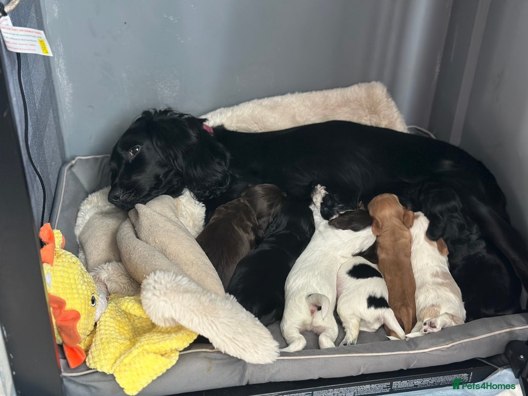 Cocker Spaniel dogs for sale: Working cocker spaniel puppies - Image 13