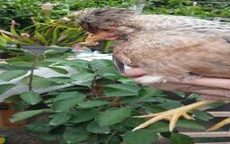 Chickens poultry for sale: 2 x legbar punets - Image 2