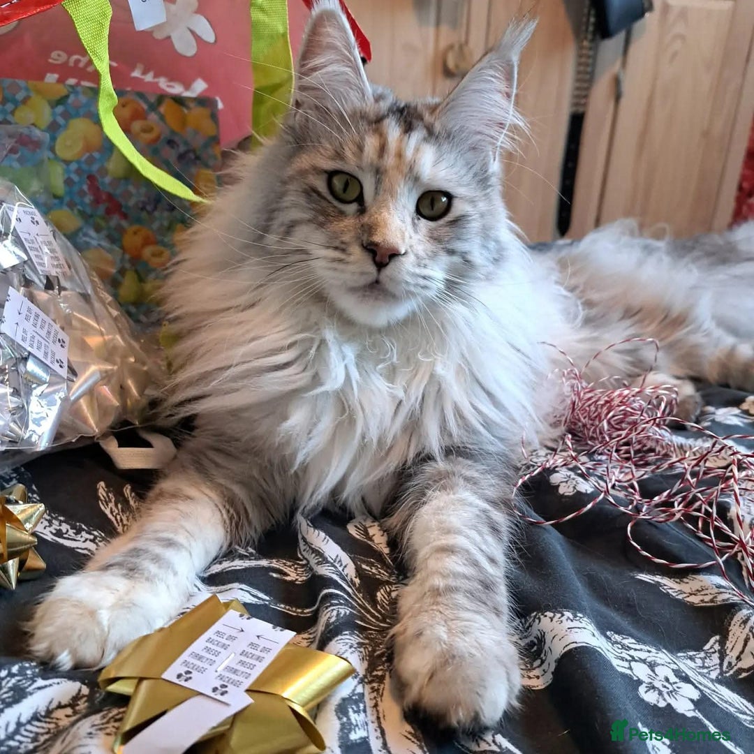 Maine Coon cats for sale: Gorgeous maine coon kittens - Image 10