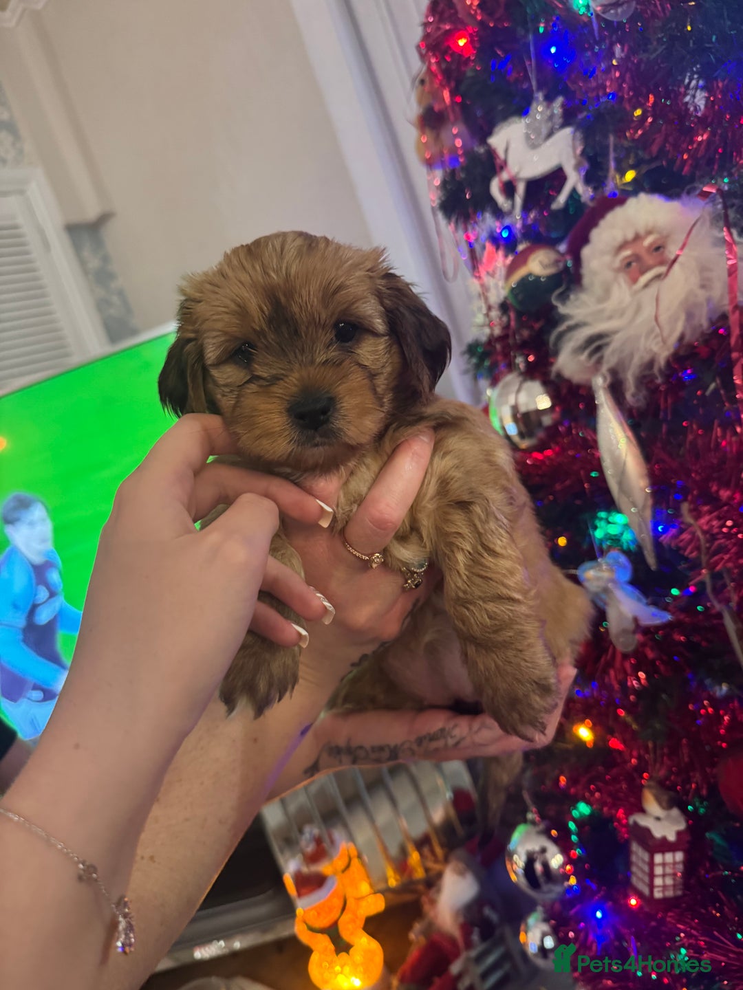 Mixed Breed dogs for sale:  Yorkshire terrier/ lhaso Apso hybrid pups - Advert 2