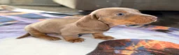 Miniature Dachshund dogs for sale: Beautiful miniature dachshund pups.  - Advert 19