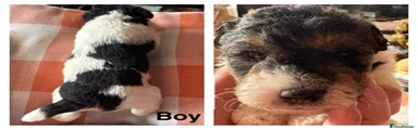 Fox Terrier Puppy 1