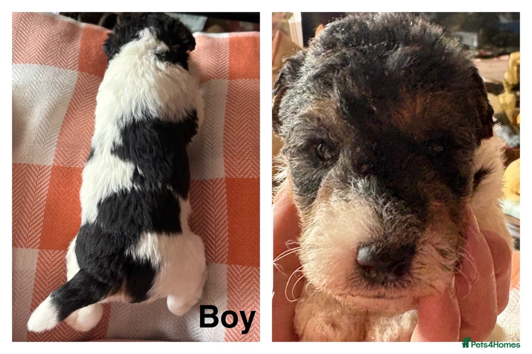 Fox Terrier dogs for sale: Fox terrier puppys - Advert 8
