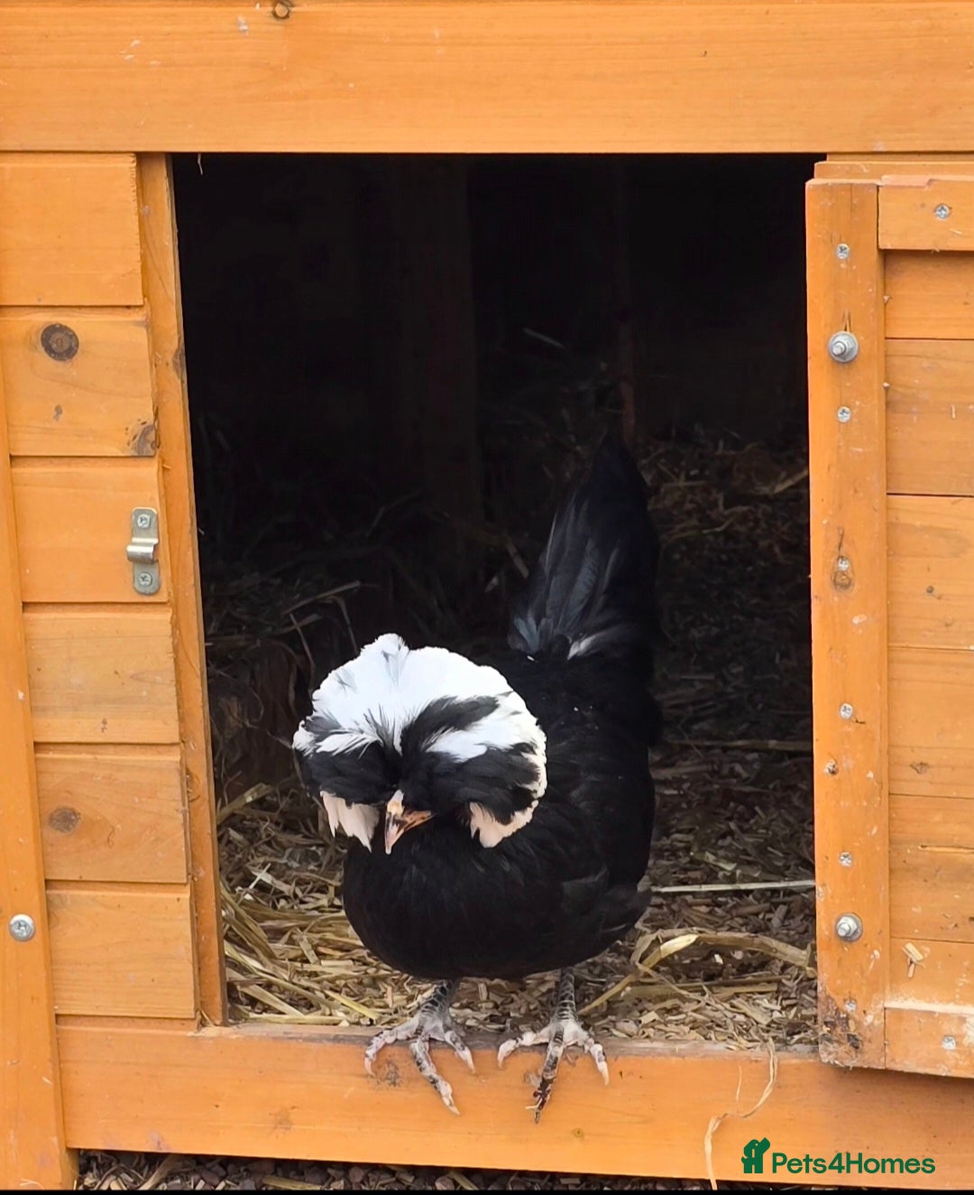 Chickens poultry for sale: Days old chicks available  - Advert 13