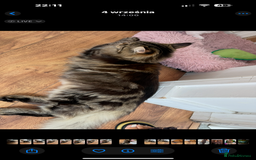 Maine Coon cats for sale: American Maine Coon Girl for sale! - Image 6