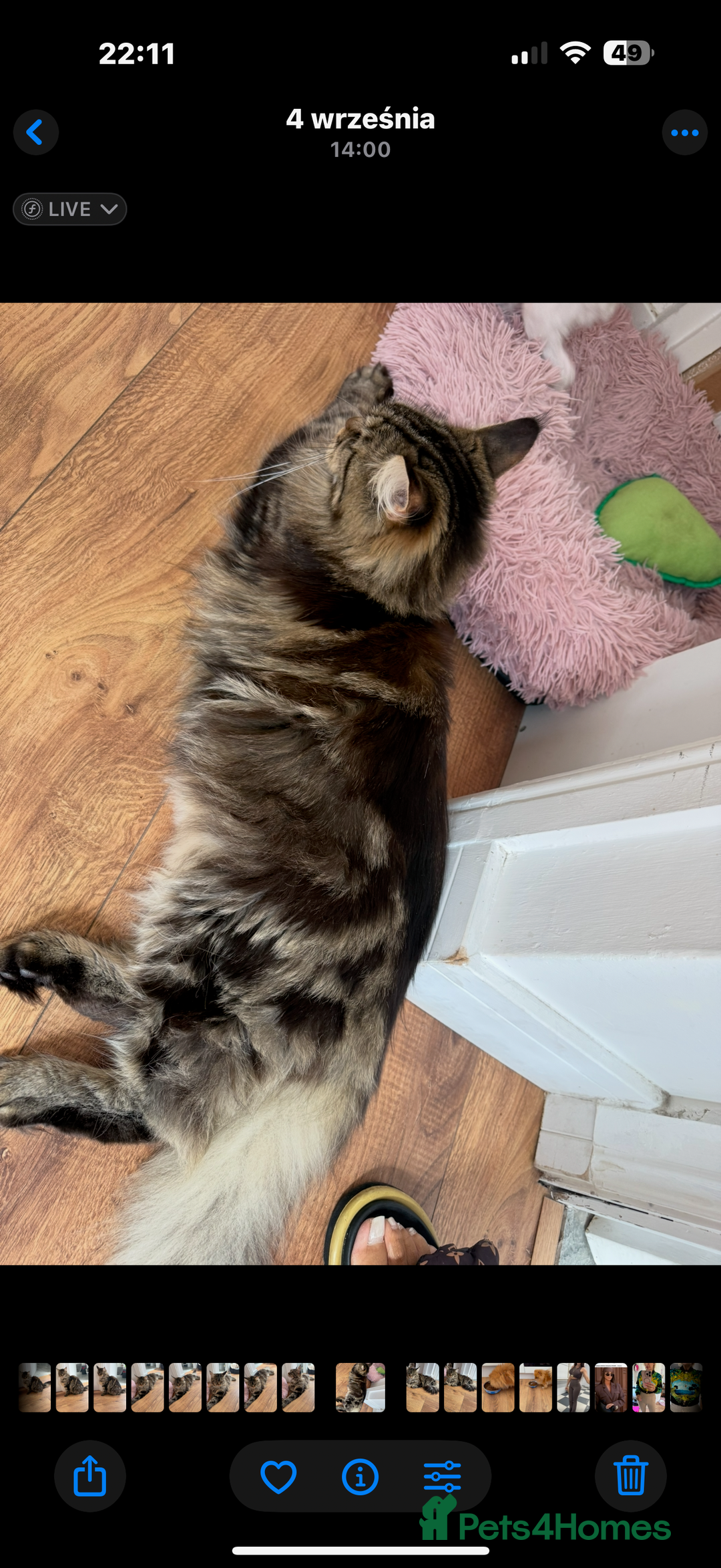 Maine Coon cats for sale: American Maine Coon Girl for sale! - Image 6