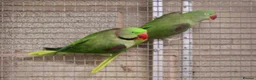 Parakeets birds for sale: proven pair Alexanderine gives olive chiks - Advert 14