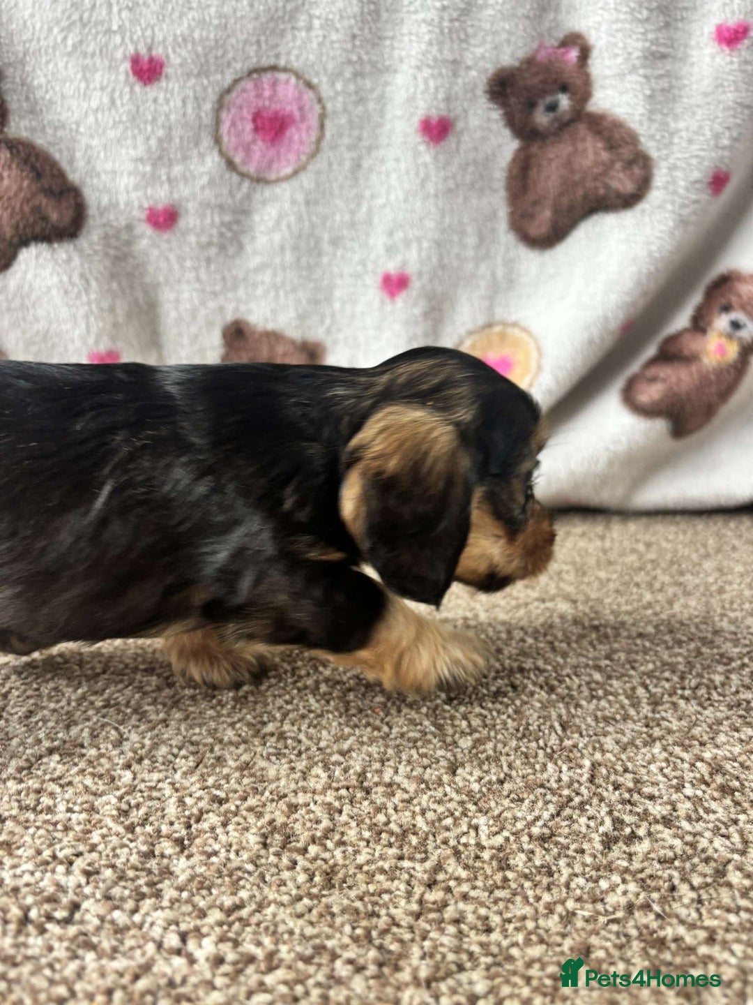 Dachshund dogs for sale: 🐾 Beautiful wired haired Dachshund Puppies - Image 13