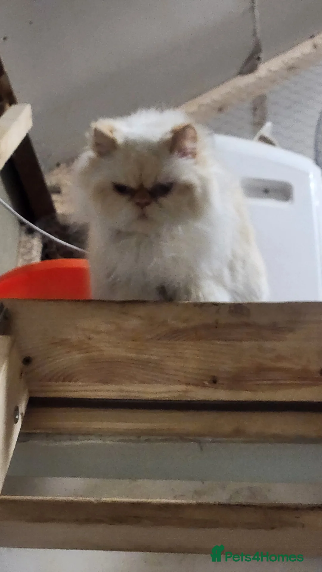Persian cats for sale: Persian Queen, GCCF Active - Advert 4