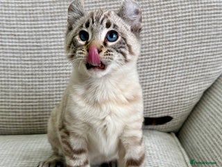 Savannah cats - Advert 1