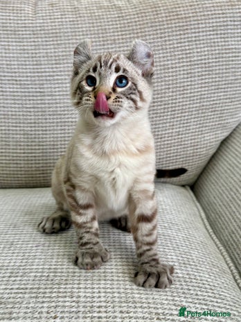 Savannah cats - Advert 1