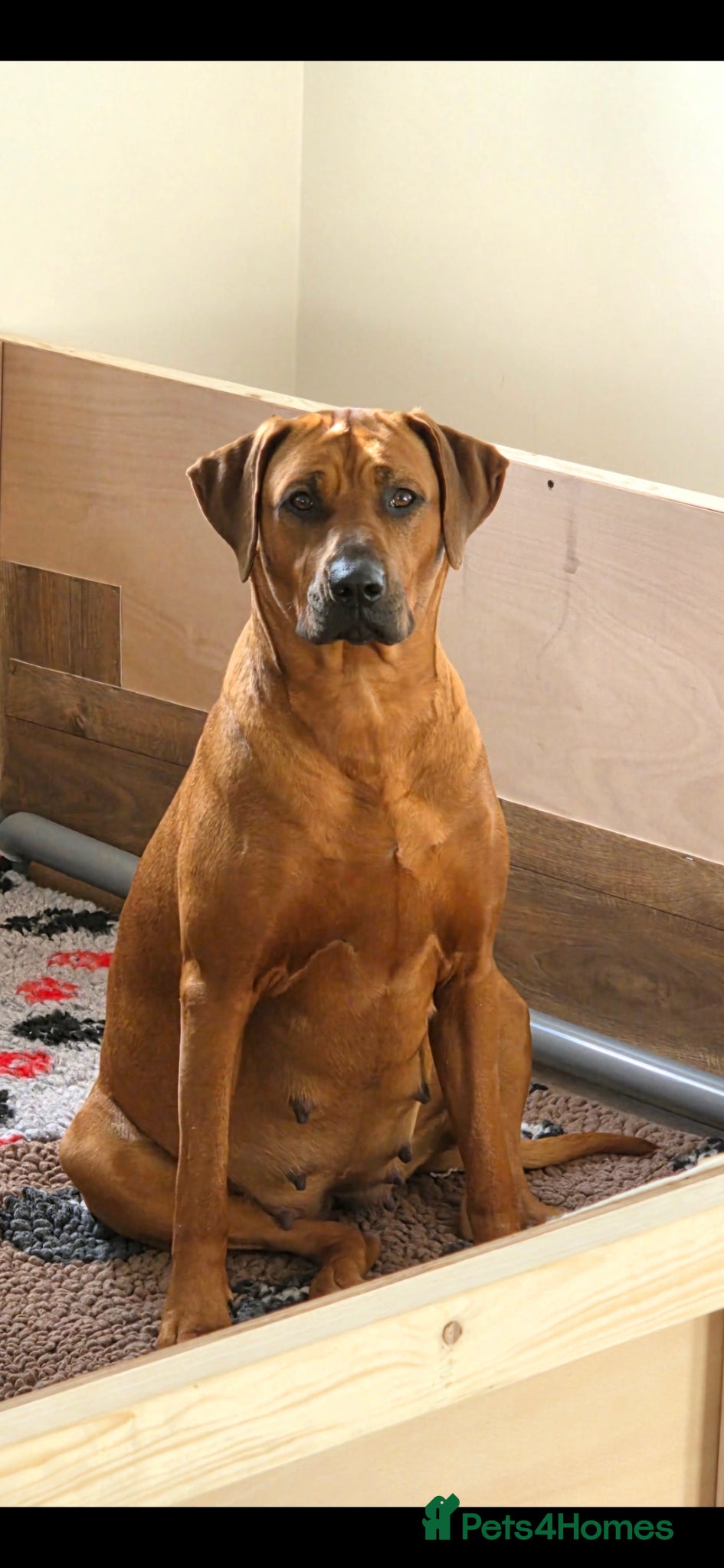 Rhodesian Ridgeback dogs Waiting List Open - Due 20th April 26  - Advert 2