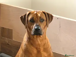 Rhodesian Ridgeback dogs Waiting List Open - Due 20th April 26 - Advert 2