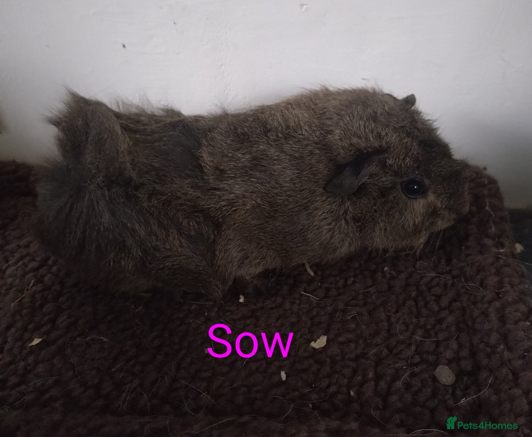 Guinea Pig rodents for sale: Guinea pigs  - Advert 3