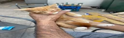 Mixed Breed cats for sale: KITTENS FOR SALE - Advert 26
