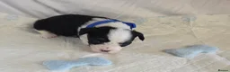 Chinese Crested dogs for sale: Pure Chinese Crested Puppies - Advert 18