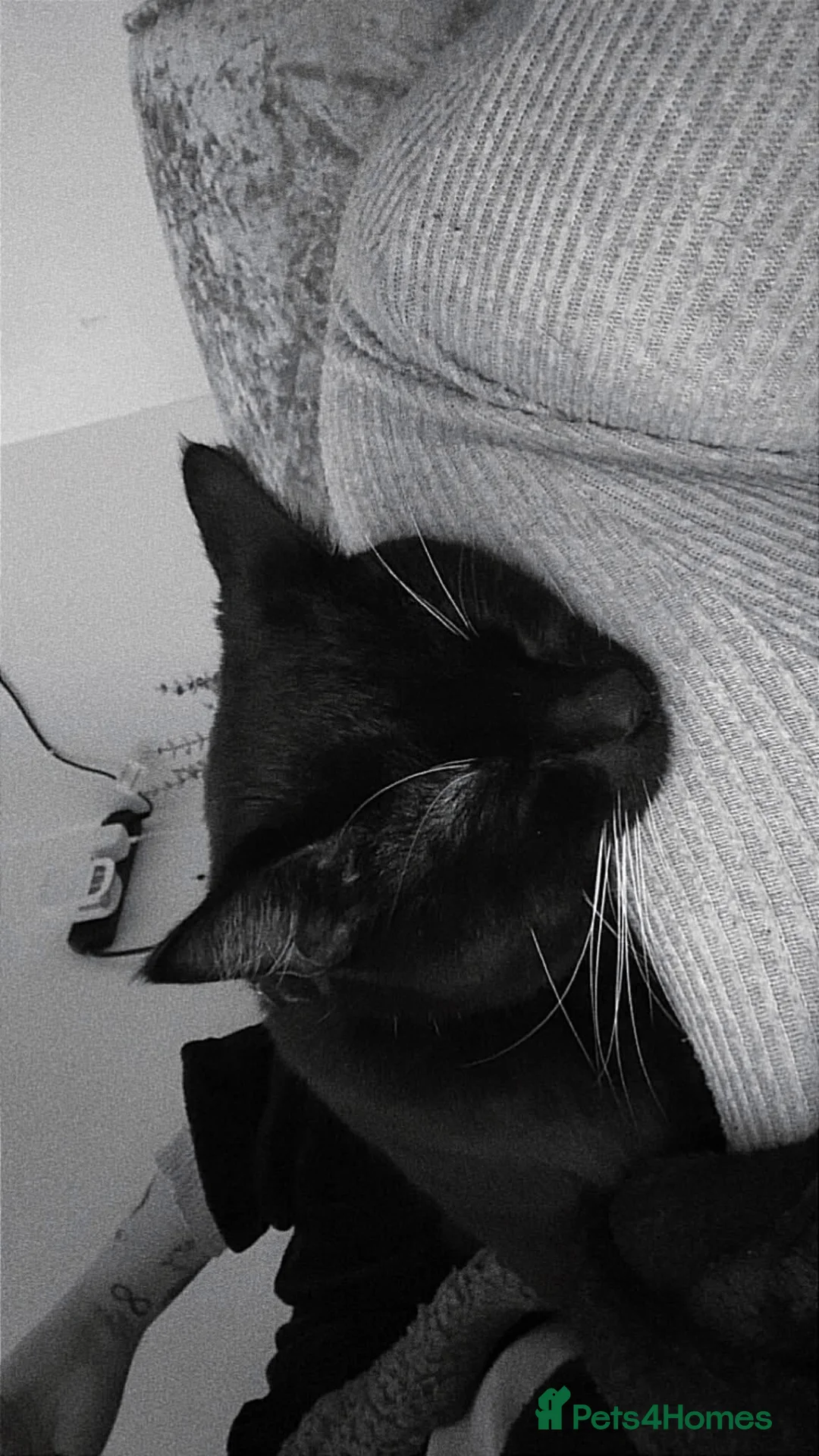 Mixed Breed cats for sale: Oreo 1 year old in Stoke-on-Trent - Advert 2