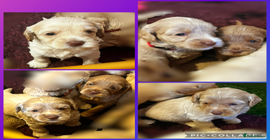 Australian Labradoodle dogs - Advert 4