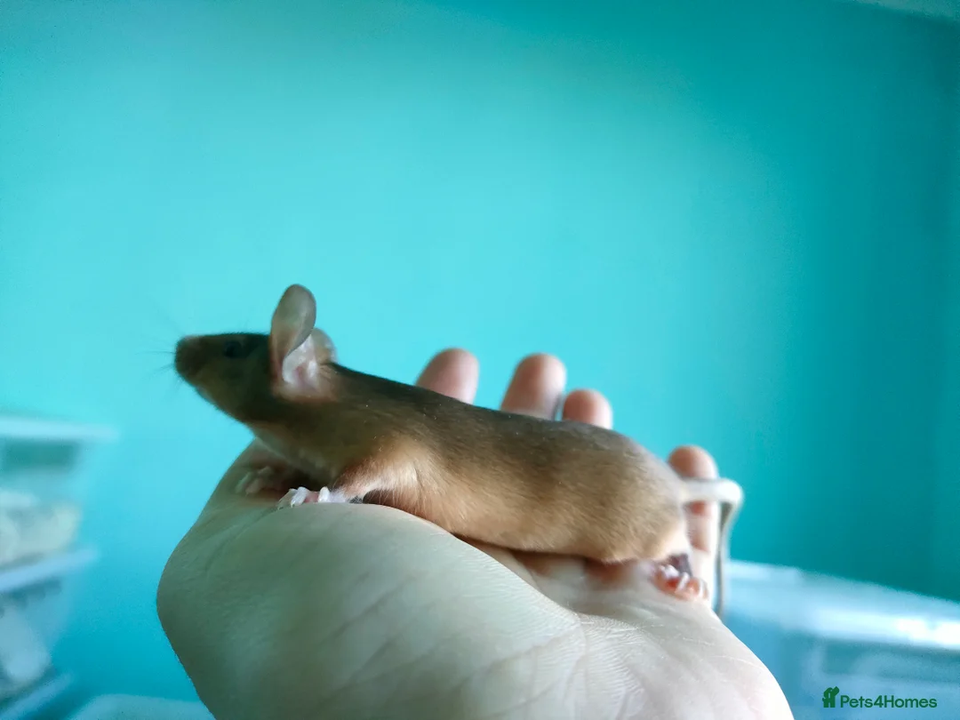 Mouse rodents for sale: Fancy mice 1 male left - Advert 1
