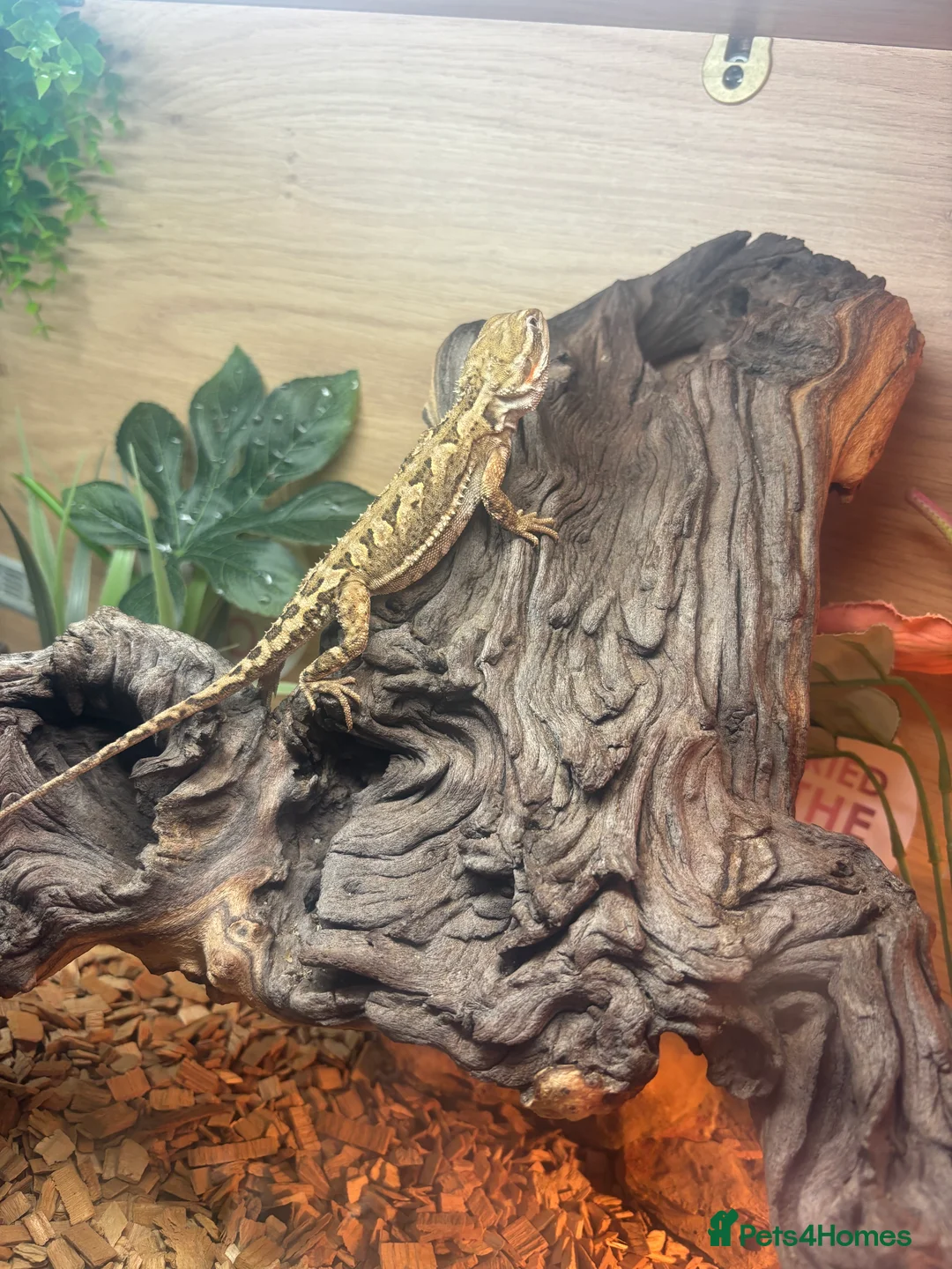 Dragon reptiles for sale: Ranking dragons with full set up  - Advert 3