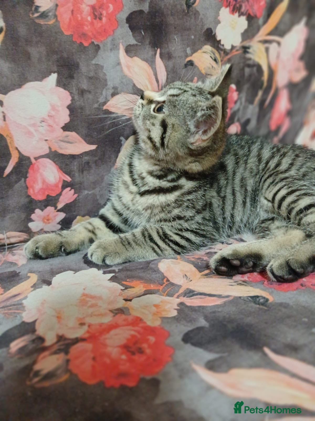 British Shorthair cats 1x BSH girl left  - Advert 2