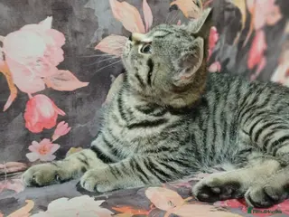British Shorthair cats 1x BSH girl left - Advert 5