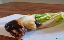 Snails invertebrates for sale: Giant African Land Snails (Fulica) - Image 5