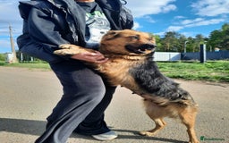 Mixed Breed dogs for adoption: 💖🐶 CHIKA 🐶💖 - Image 11